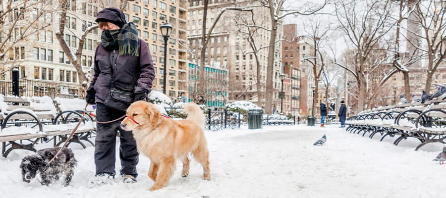 Safety Tips for Dog Owners Living in the City